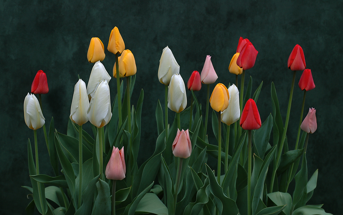 Tulips at dawn