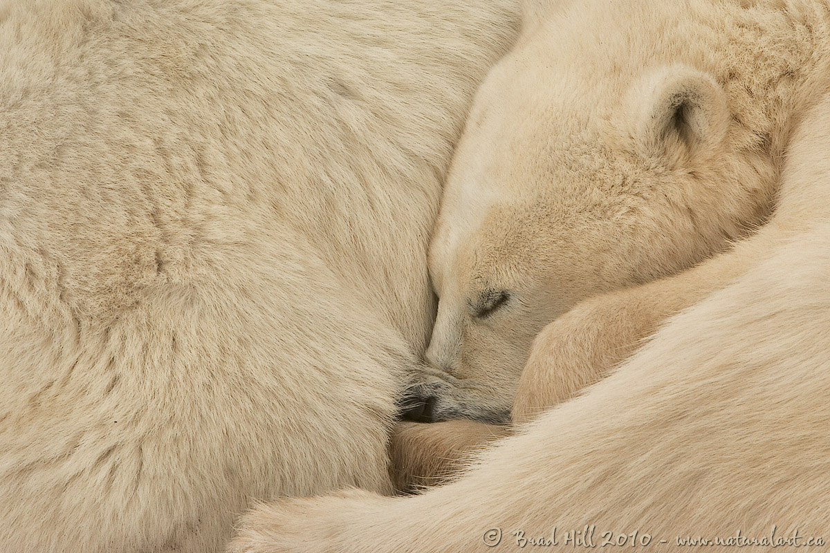 Textures of the Tundra