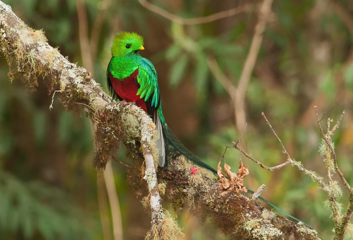 Quetzal