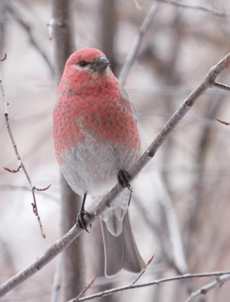 Pine Grosbeak