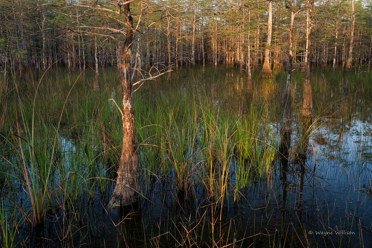 Big Cypress, Everglades