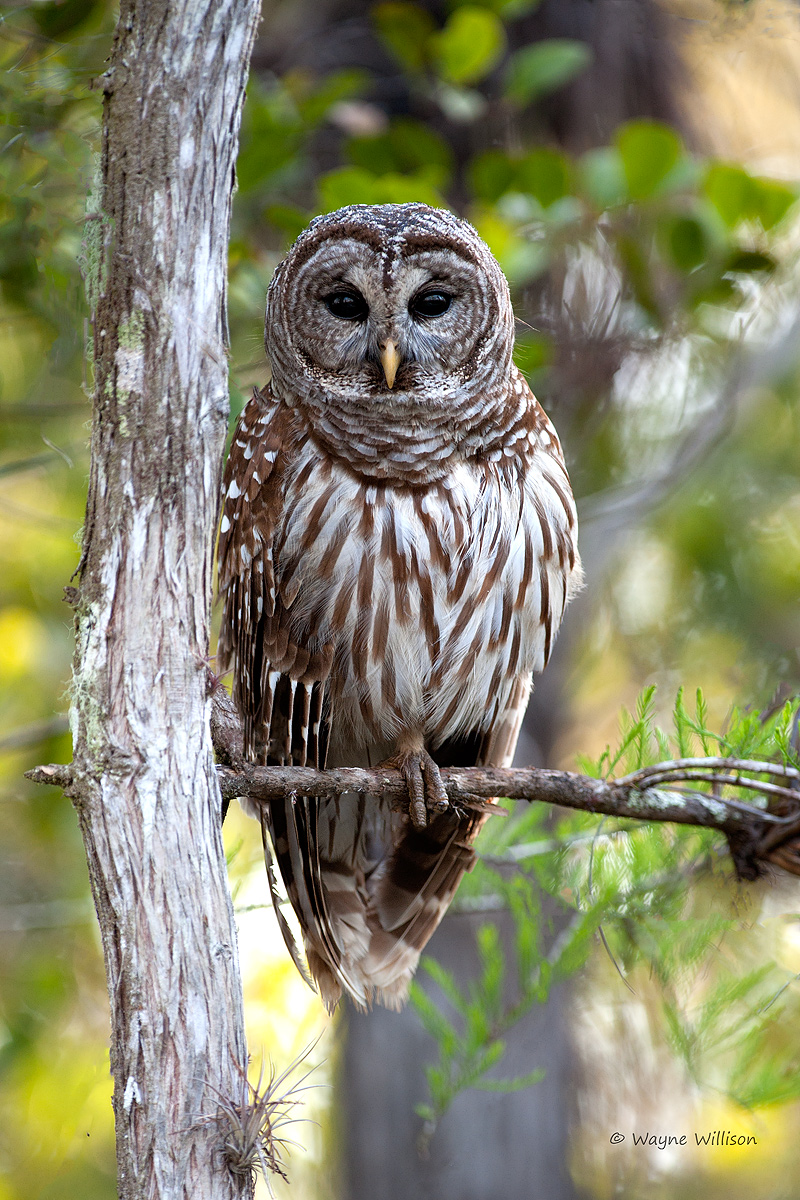 Barred Owl + Repost