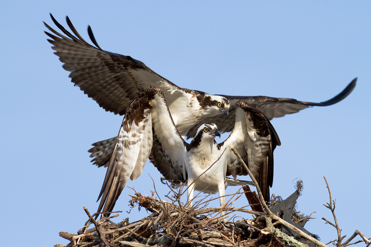 Osprey In Love