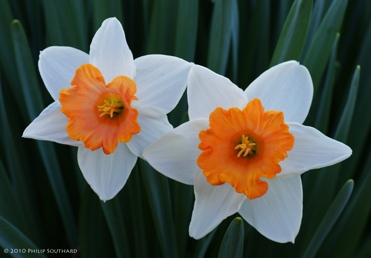 Easter Bonnet