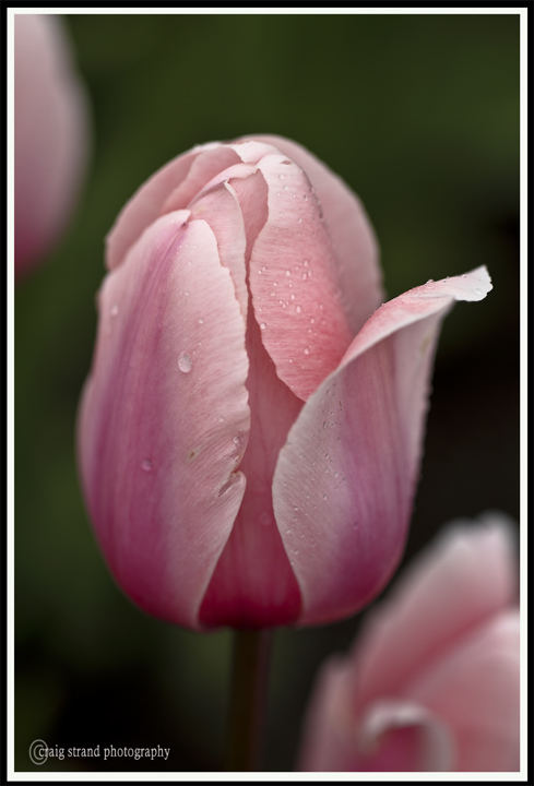 Tulips Entrance