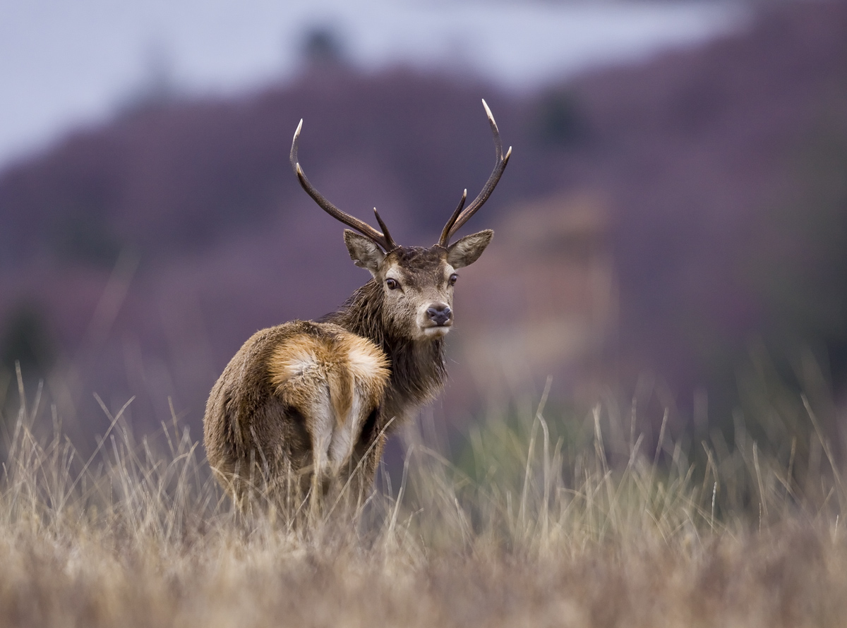 Red Deer stag