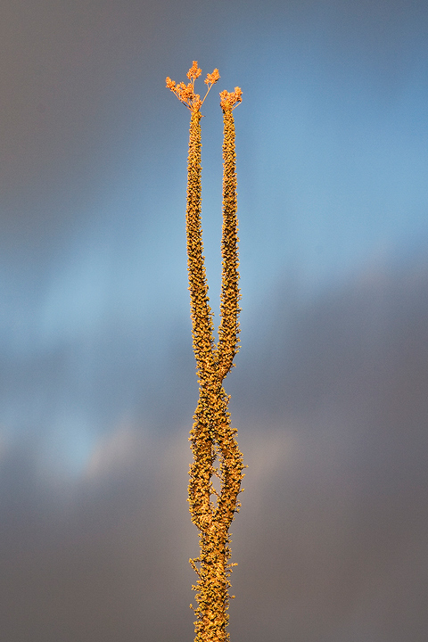 Boojum Entwined