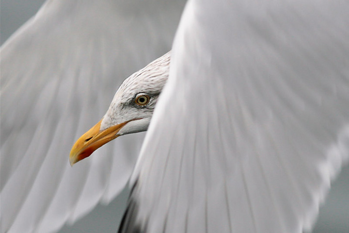 Herring Gull