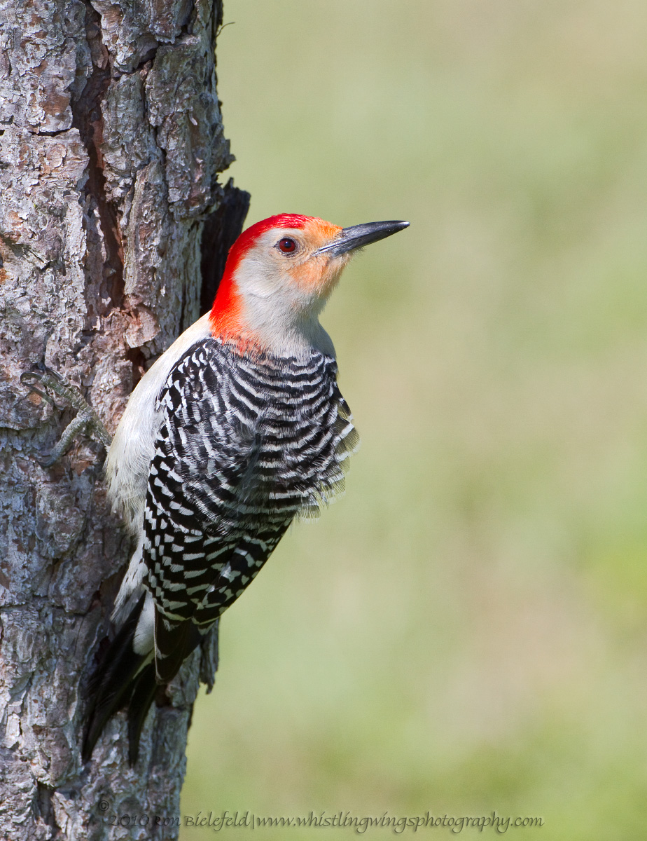 Red-bellied woodpecker