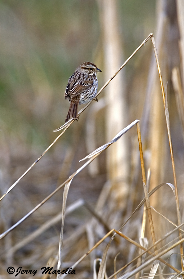 Song Sparrow 2