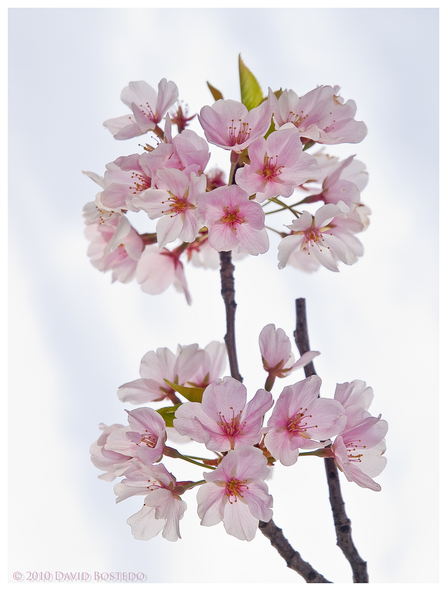Blooming