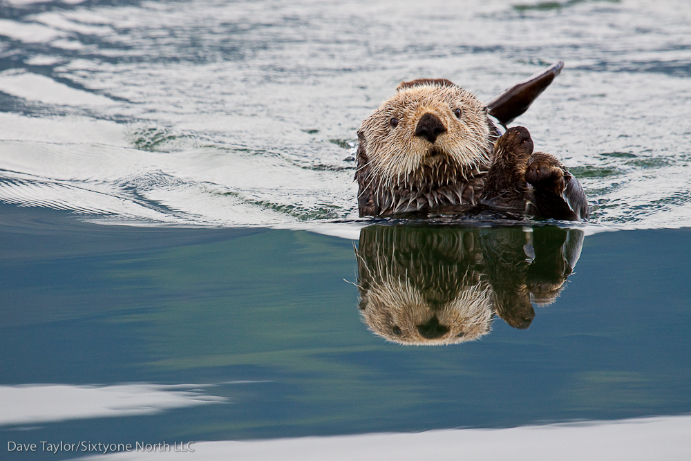 Sea Otter, Alaska