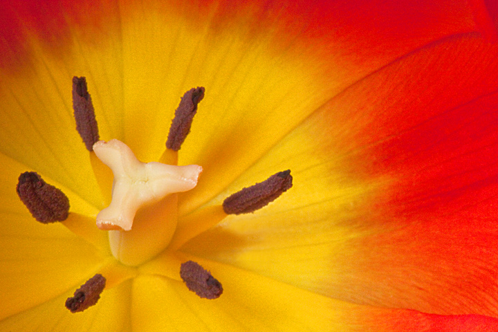 Starburst
