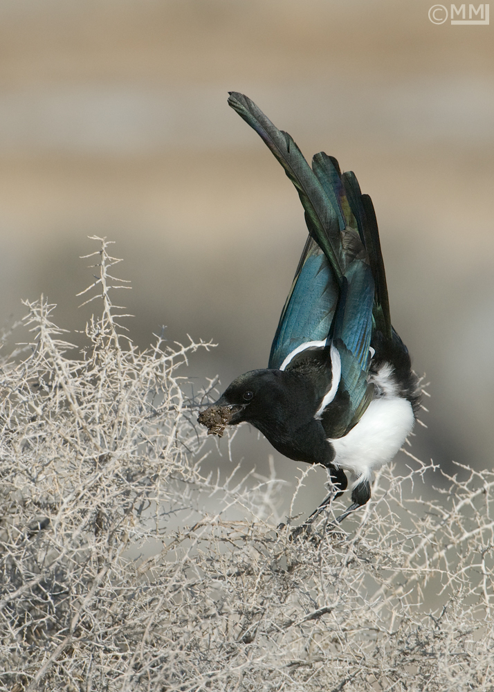 Black-billed Magpie