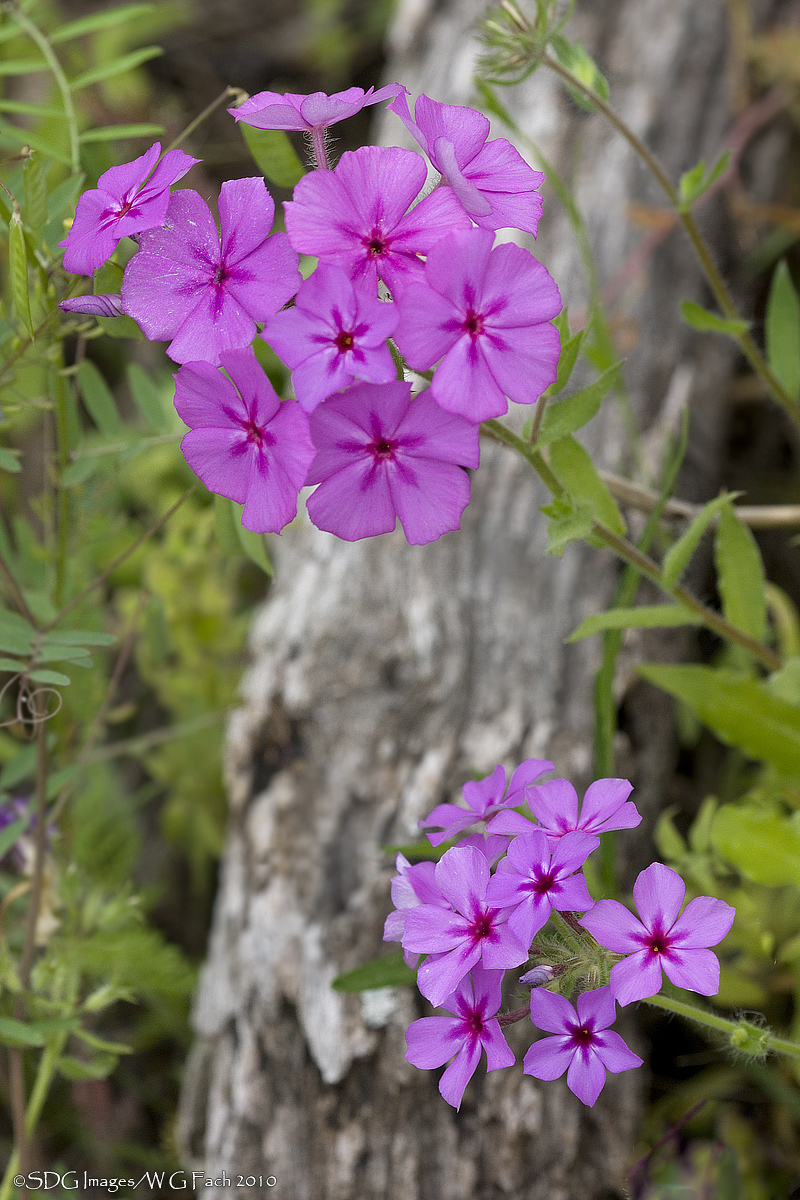 Phabulous Phlox