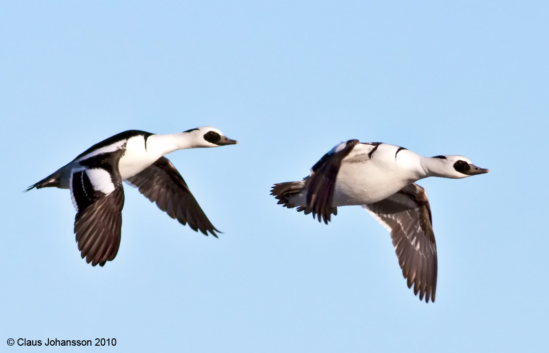 Smew