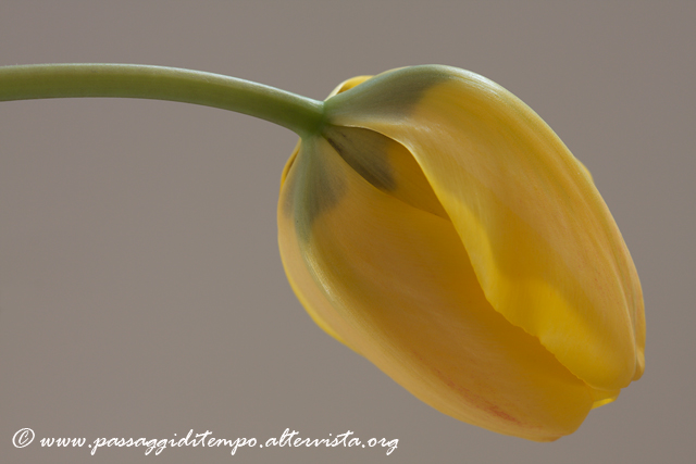 Yellow tulip