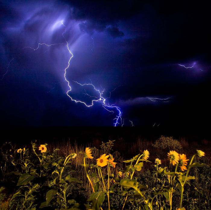 Shocking Sunflowers II