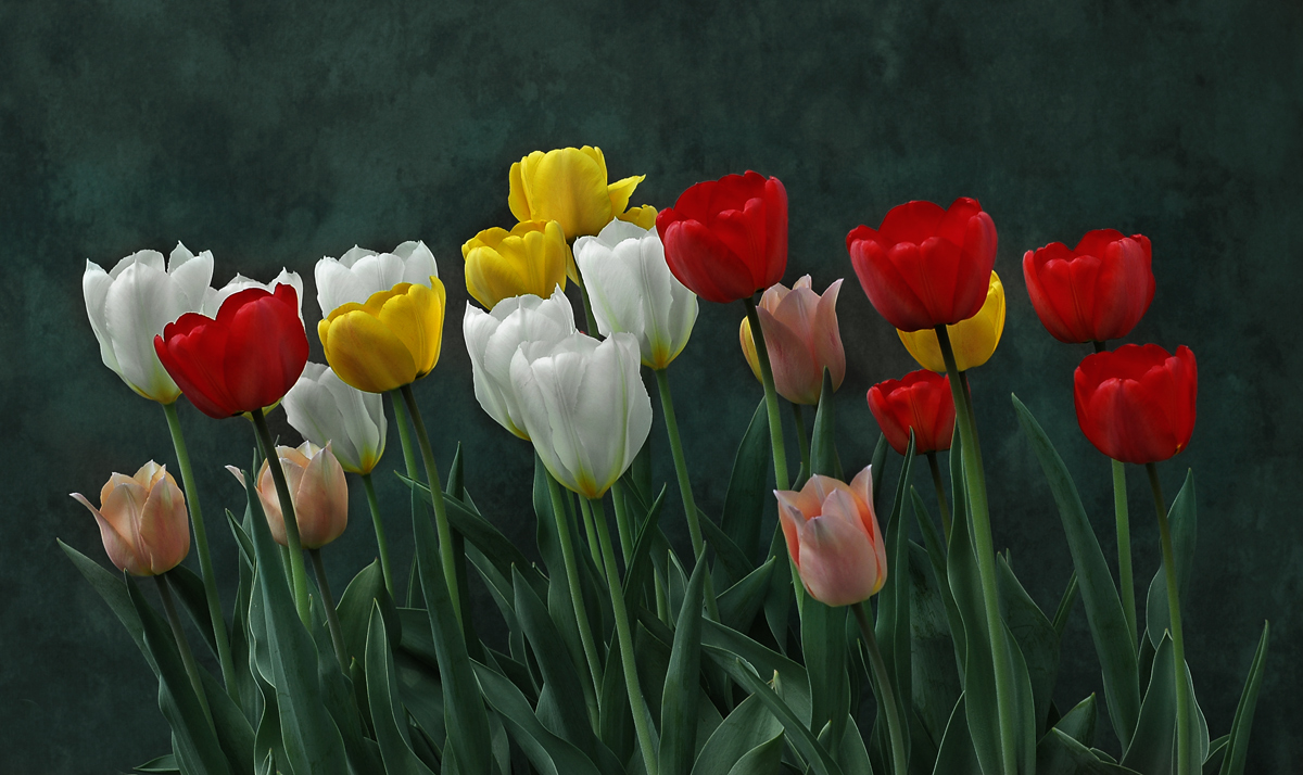 Open Tulips