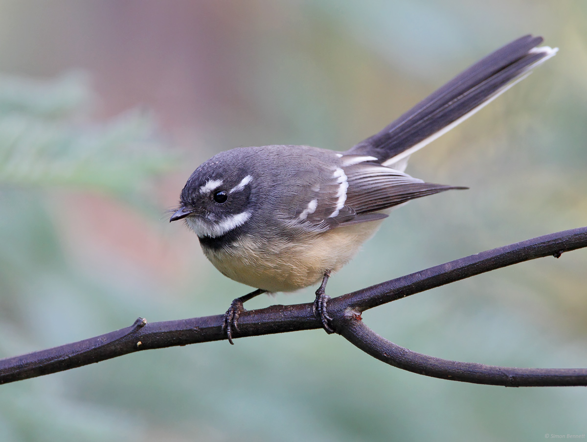 Grey Fantail