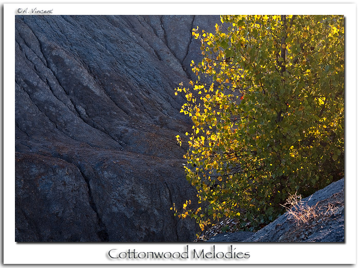 Cottonwood Melodies