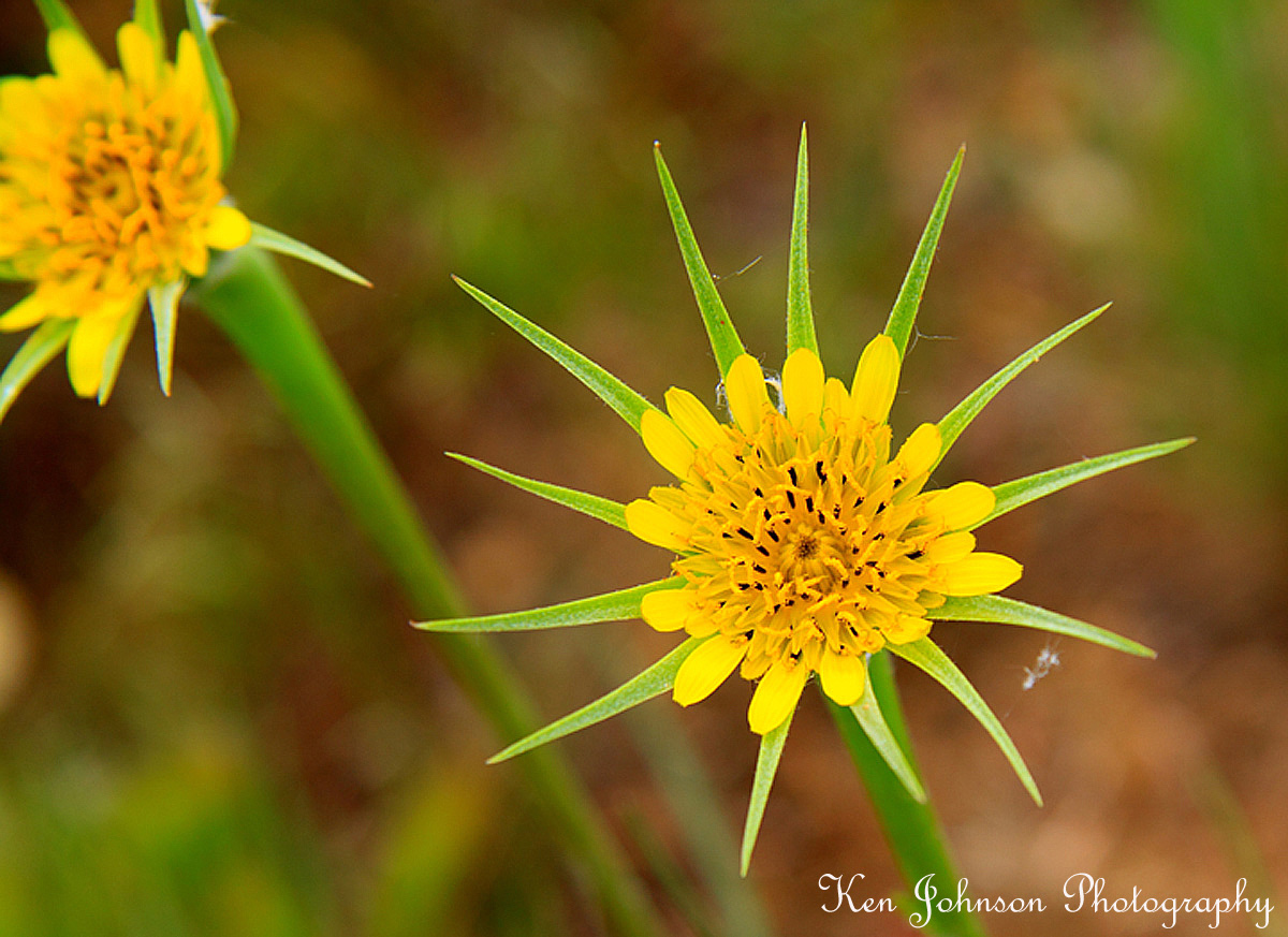 New Mexico Wildflowers