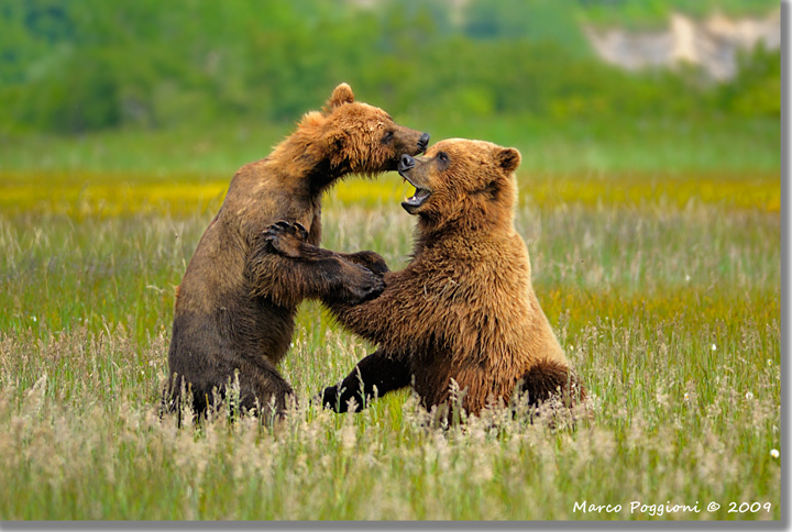 Games between bears