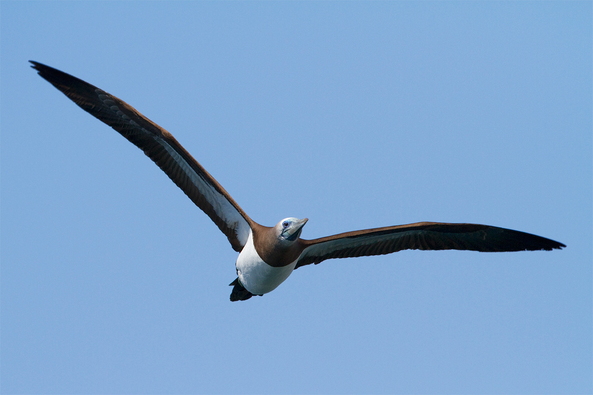 Brown Booby