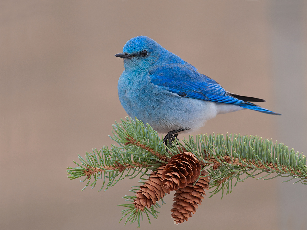 Yet Another Mtn Bluebird