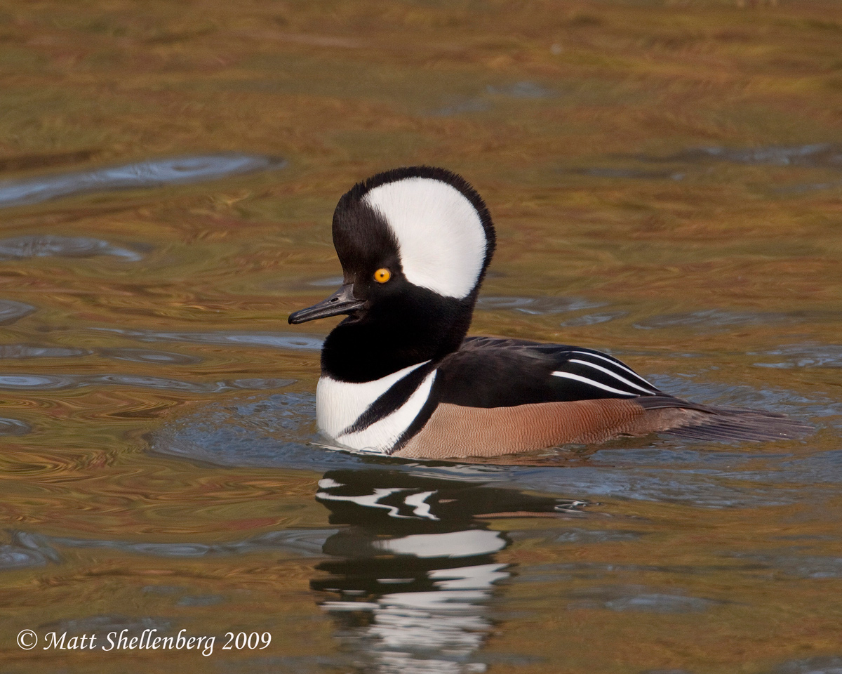 Hooded Merganser