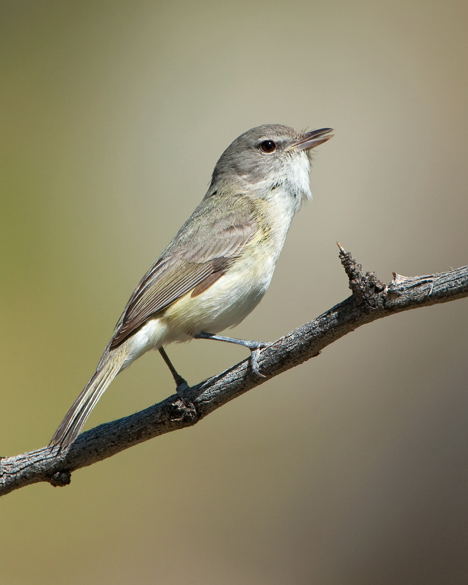 Least Bell's Vireo