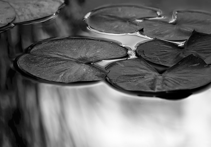 Lily Pads