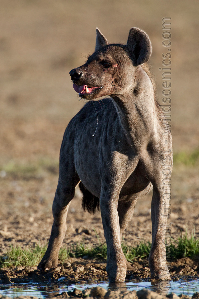 Dog of war