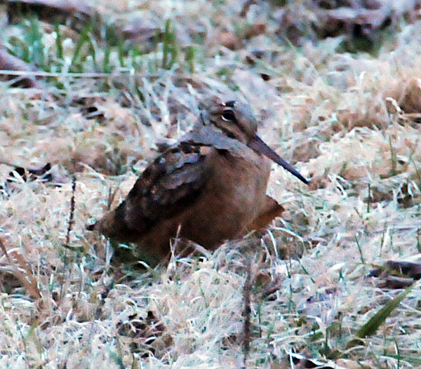 A. Woodcock display
