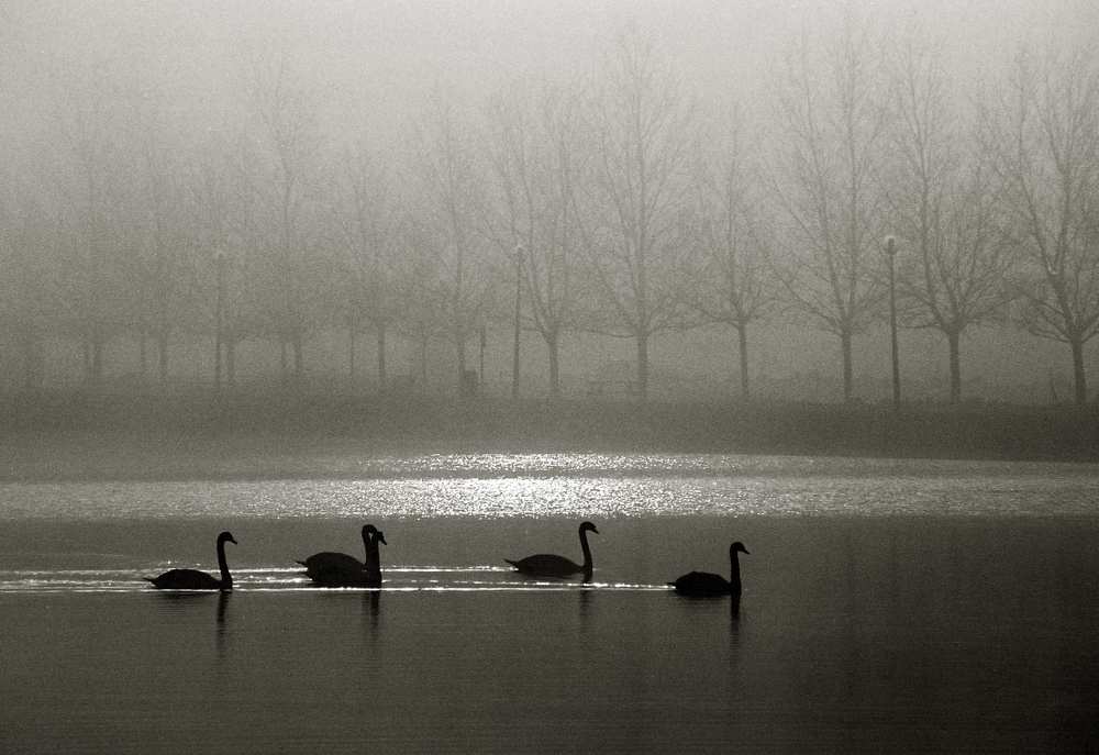 Morning swans