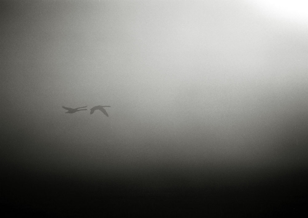 Icarus