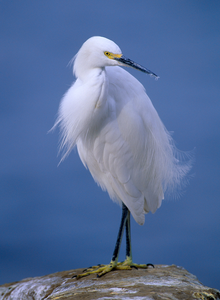 Snowy Egret