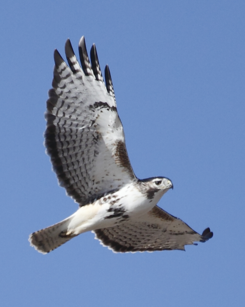 Hawk in flight
