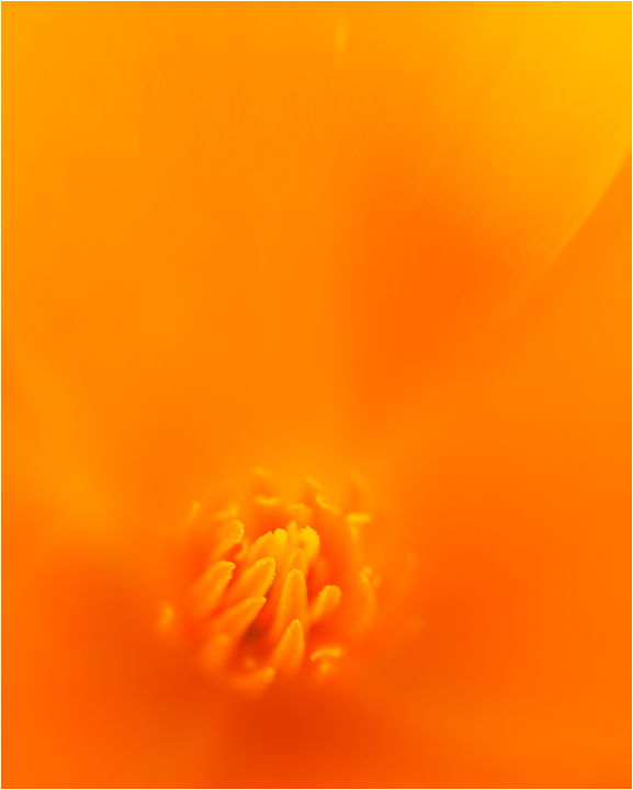 Tangerine