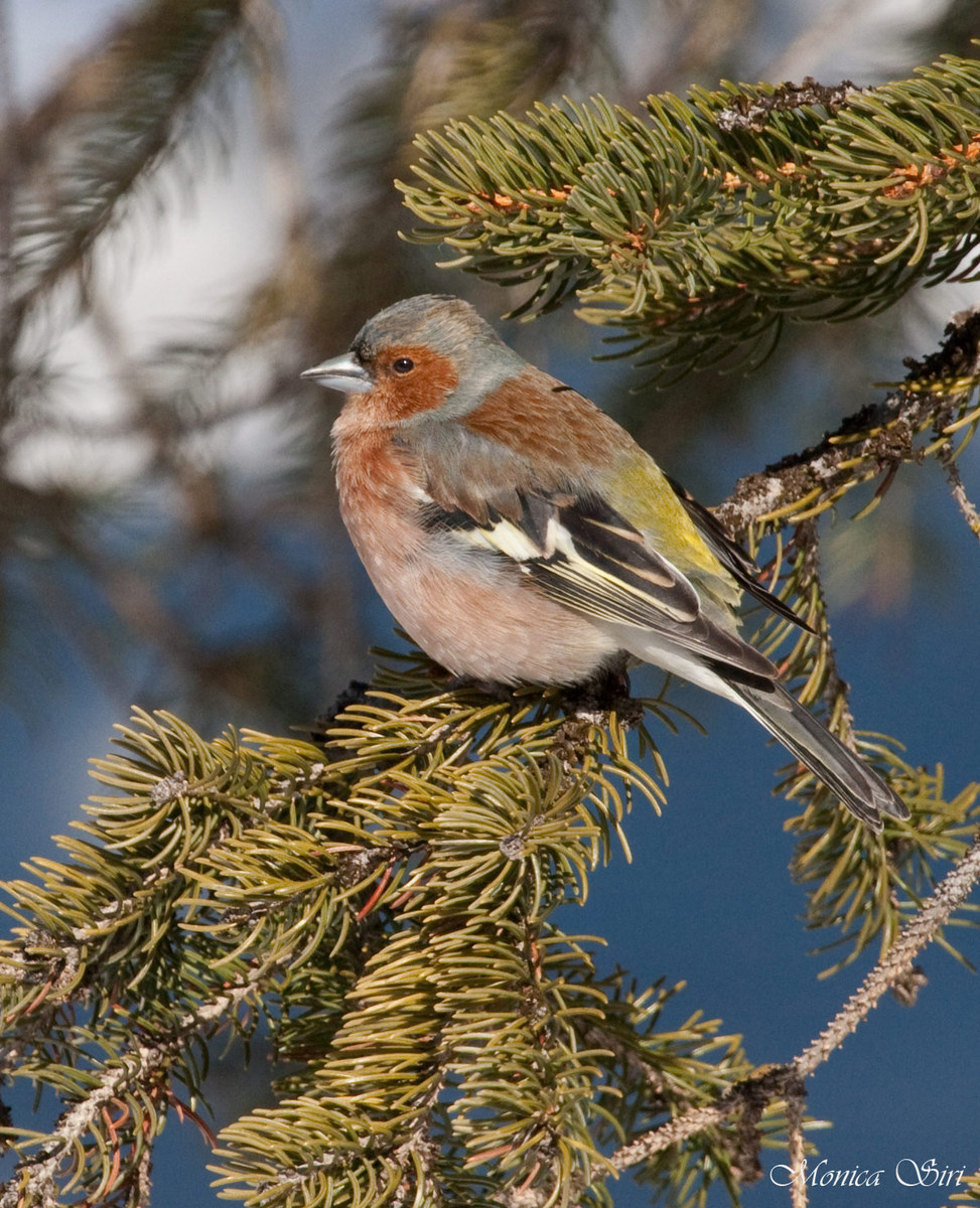 Fringilla Coelebs 