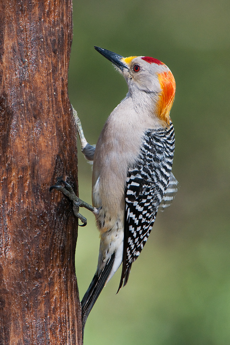 Golden Front Woodpecker