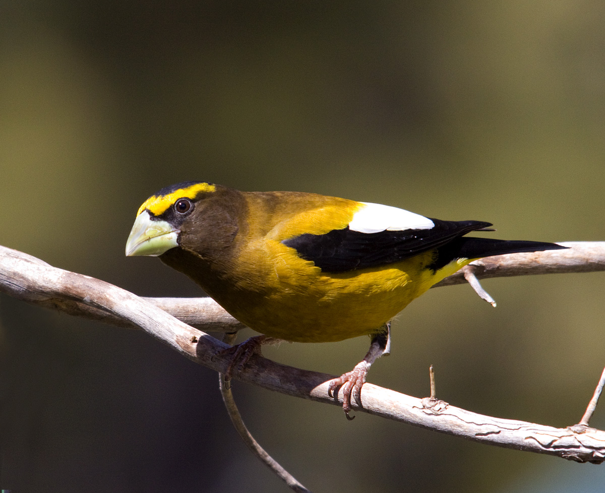Evening Grossbeak