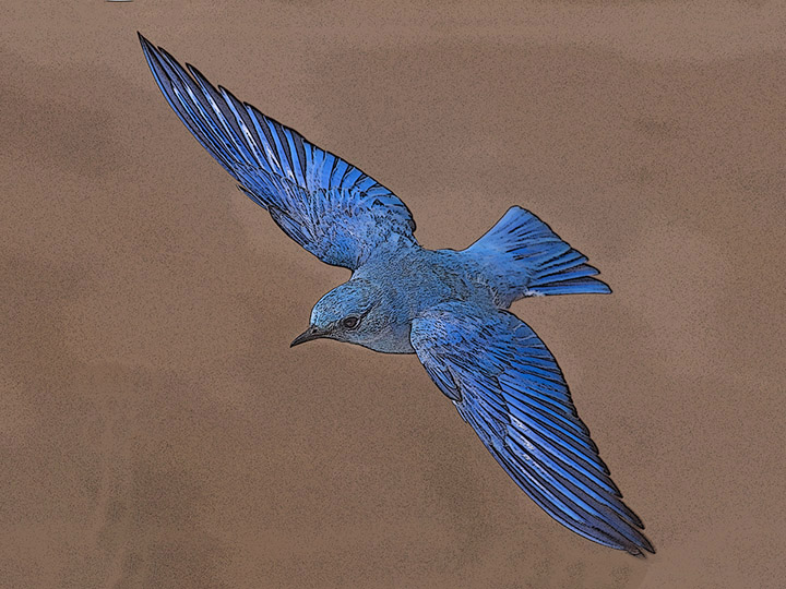 Bluebird in flight