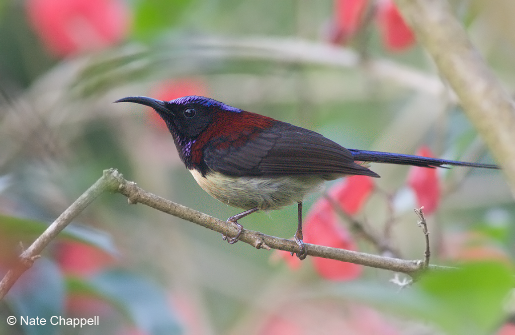 Black-throated Sunbird