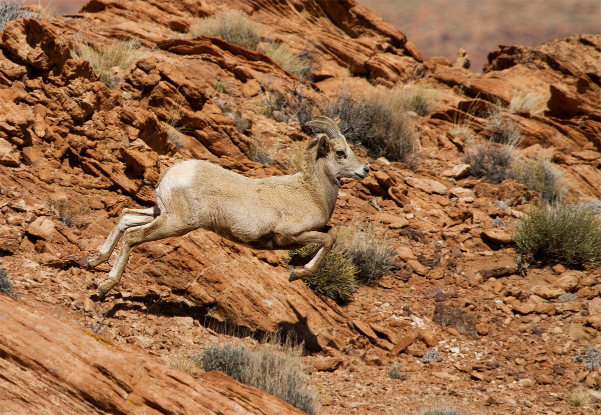 Desert Bighorn
