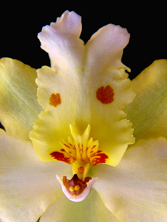 WC#426 - Orchid Alien