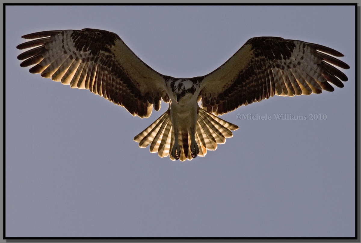 Osprey in the Sun and re-post