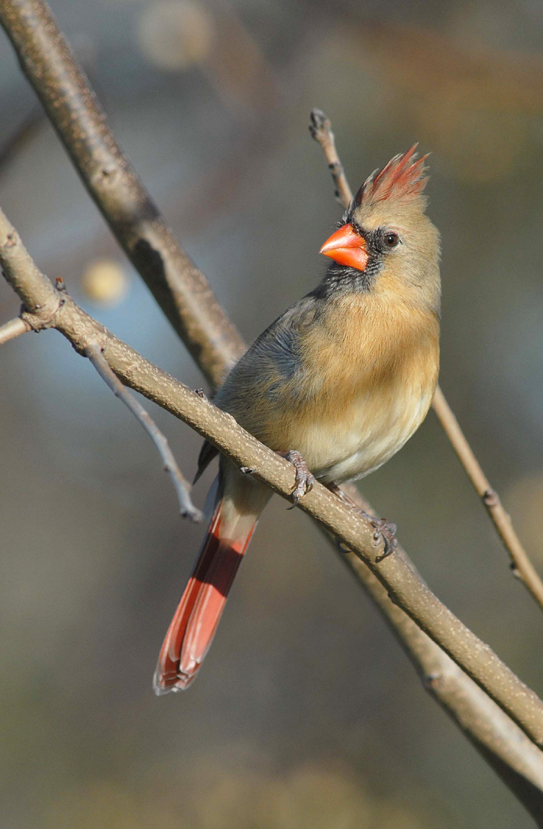 Female cardinal