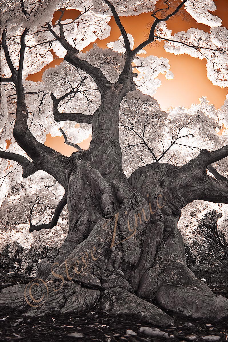 Old Japanese Maple
