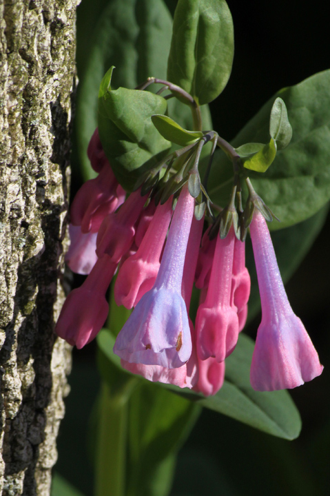 "Blue" Bells?